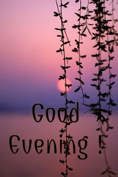 the words good evening are written in black on a purple and pink background with leaves