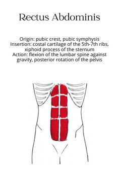 the diagram shows how muscles are arranged in order to form an external muscle, which is attached