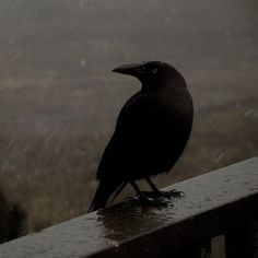 a black bird sitting on top of a wooden fence