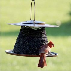 a bird is perched on a feeder outside