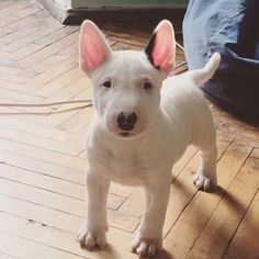 a small white dog standing on top of a hard wood floor