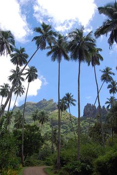 a pink donut sign hanging from the side of a palm tree covered forest next to a dirt road