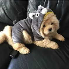 a dog wearing a costume on top of a black leather couch next to a remote control