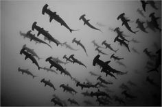 a flock of sharks flying through the air in formation with each other, silhouetted against a foggy sky