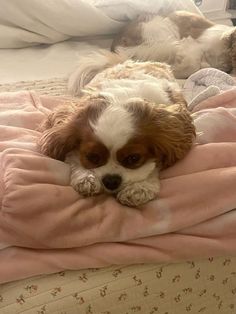 two small dogs laying on top of a pink blanket in a room with white walls