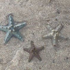 three starfishs are laying on the beach sand