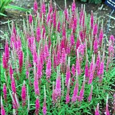 pink flowers are blooming in the garden next to a sign that says, nourishment