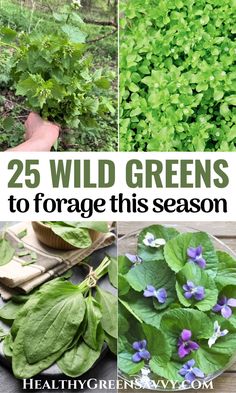 different types of wild greens to fertige this season