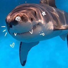 a large shark swimming in the ocean with white writing on it's back side