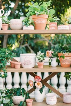 there are many potted plants on the shelves