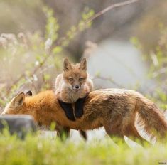 two foxes are playing in the grass near some trees and bushes, one is carrying another animal