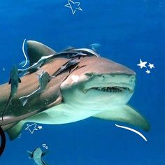 a shark swimming in the ocean with its mouth open