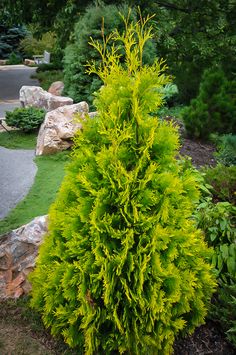 a very pretty green plant in the middle of some grass and rocks with trees around it