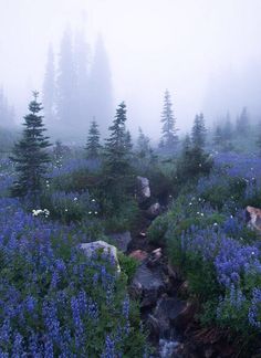 a stream running through a lush green forest filled with blue wildflowers on a foggy day