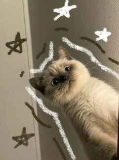 a cat looking up at the camera while standing in front of a wall with writing on it