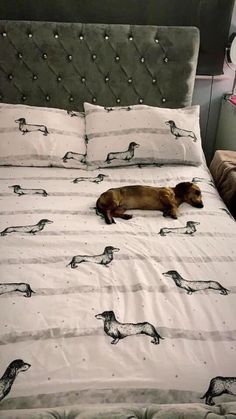 a brown dog laying on top of a bed covered in white sheets and dachshunds