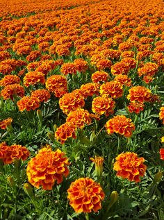 a field full of orange and yellow flowers