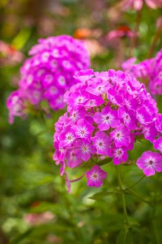 purple flowers are blooming in the garden