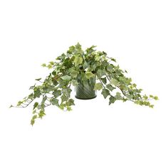 a plant with green leaves in a vase on a white background for use as a decoration