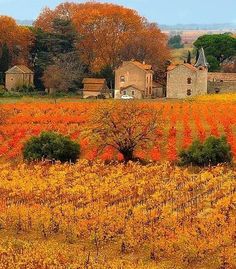 an old farm house sits in the middle of a field full of autumn colored trees