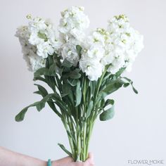 White Stock Flower White Stock Flower, Flower Moxie, Fresh Wedding Flowers, Boda Diy, Stock Flower, Unique Wedding Flowers, Diy Wedding Bouquet, White Wedding Flowers, Flower Care