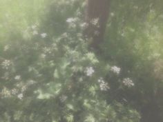 blurry photograph of trees and flowers in the woods