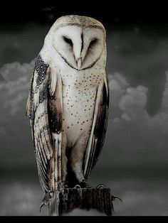 an owl sitting on top of a wooden post