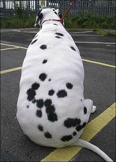 a dalmatian dog sitting in the middle of a parking lot