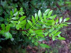 a branch with green leaves in the foreground and some bushes in the back ground