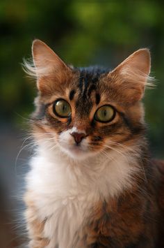 a brown and white cat with green eyes looking at the camera while sitting on a bench