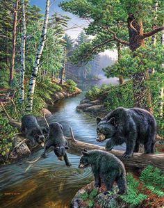 three bears crossing a stream in the woods