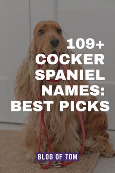 a cocker spaniel sitting on top of a rug next to a red leash