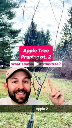 a man is pointing to an apple tree pruninggtt 2, what's won't kill this tree?