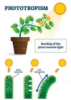 the stages of photoshopism in plants and how they are used to grow them