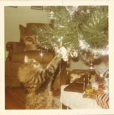 a cat reaching up to reach a christmas tree