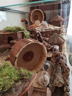 several hamsters in a glass case with wood logs and moss growing on the ground