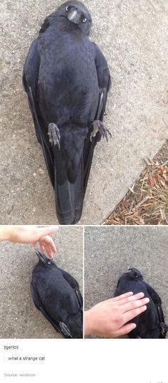 a bird is sitting on the ground next to someone's hand and holding it