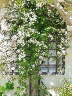 white flowers growing on the side of a building with an old window in the background