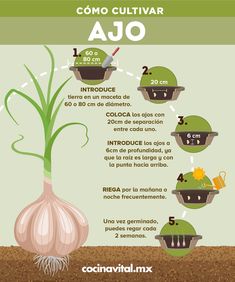 an info poster showing how to grow onions