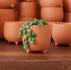 there is a potted plant in front of many clay pots on the table,