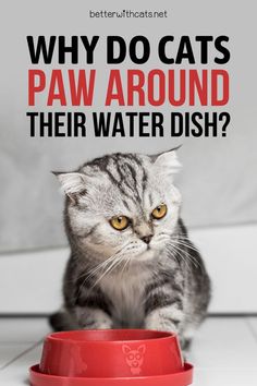 Wondering why your cat is scratching around their water bowl? Let's find out whether they do it to have fun, or because of stress and discomfort! Cat Communication, Cats Paw, Cat Wall Shelves, Cat Talk, Cat's Paw, Cat Drinking