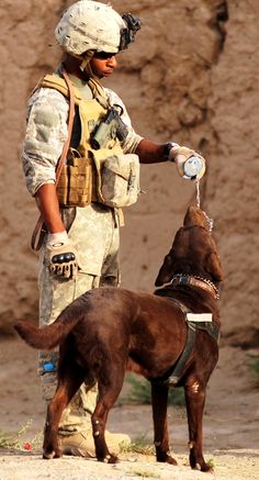 a man in uniform is standing next to a brown dog with his hand on it's collar