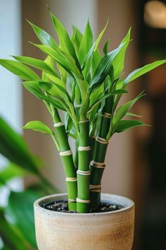 a potted plant with bamboo stems in it