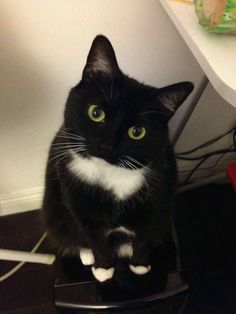 a black and white cat sitting on top of a table