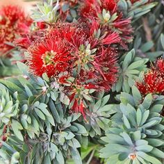 some red flowers are growing in the bush