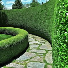 a stone path between two green hedges