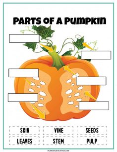 parts of a pumpkin with labels