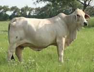 a white cow standing on top of a lush green field next to a tree in the distance