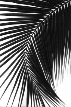 a black and white photo of a palm tree leaf with long, thin leaves on it