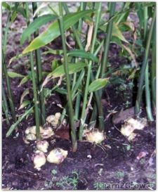 some very pretty green plants in the dirt with little white flowers on it's stems